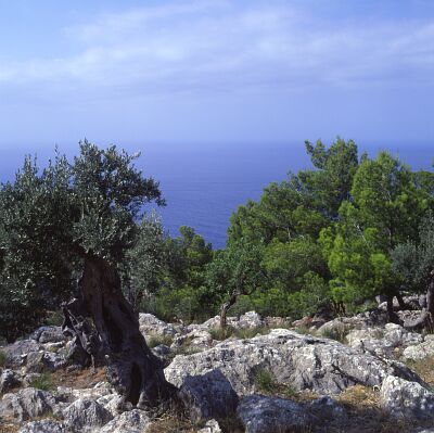 Kamera: D:\Daten\Bilder\Reisen\Mallorca\Web\K&uuml;ste02.jpg<br>
0 x 0 - 37,5 KB