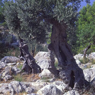Kamera: D:\Daten\Bilder\Reisen\Mallorca\Web\Olivenbaum an K&uuml;ste.jpg<br>
0 x 0 - 57,8 KB
