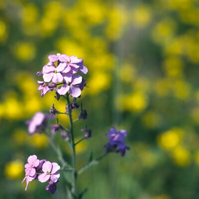 Kamera: D:\Daten\Bilder\Roh-Scan\Schweden\Web\Blumenwiese05.jpg<br>
400 x 400 - 20,1 KB