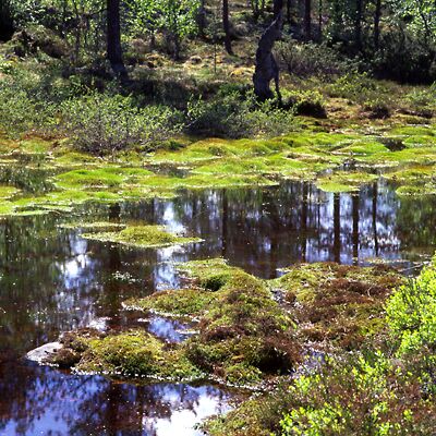 Kamera: D:\Daten\Bilder\Roh-Scan\Schweden\Web\Einsam03.jpg<br>
400 x 400 - 66,8 KB