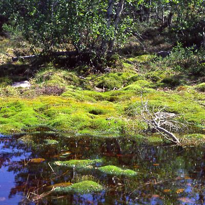 Kamera: D:\Daten\Bilder\Roh-Scan\Schweden\Web\Einsam04.jpg<br>
400 x 400 - 62,9 KB