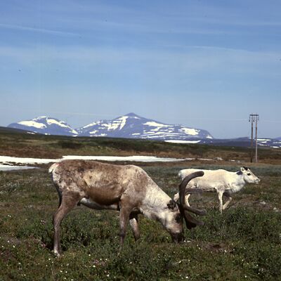 Kamera: D:\Daten\Bilder\Roh-Scan\Schweden\Web\Rentiere03.jpg<br>
400 x 400 - 29,3 KB