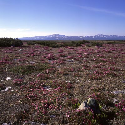 Kamera: D:\Daten\Bilder\Roh-Scan\Schweden\Web\Fj&auml;ll03.jpg<br>
400 x 400 - 43,1 KB