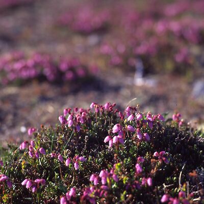 Kamera: D:\Daten\Bilder\Roh-Scan\Schweden\Web\Fj&auml;ll08.jpg<br>
400 x 400 - 36,2 KB
