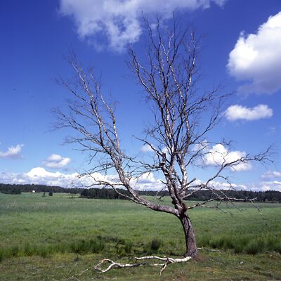 Kamera: D:\Daten\Bilder\Roh-Scan\Schweden\Web\Schutzgebiet01.jpg<br>
400 x 400 - 34,4 KB
