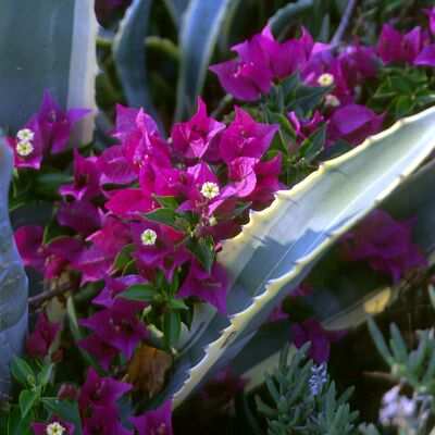 Camera: D:\Daten\Bilder\Reisen\Mallorca\Web\Bl&uuml;ten mit Kaktus.jpg<br>
0 x 0 - 32,4 KB
