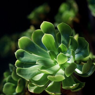 Camera: D:\Daten\Bilder\Reisen\Mallorca\Web\Gr&uuml;ne Bl&uuml;te.jpg<br>
0 x 0 - 22,9 KB