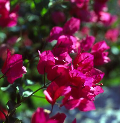 Camera: D:\Daten\Bilder\Reisen\Mallorca\Web\Rote Bl&uuml;ten Gegenlicht.jpg<br>
0 x 0 - 25,2 KB
