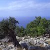 Coast with oliv trees