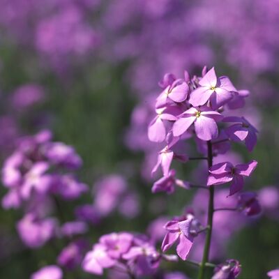 Camera: D:\Daten\Bilder\Roh-Scan\Schweden\Web\Blumenwiese06.jpg<br>
400 x 400 - 20,1 KB