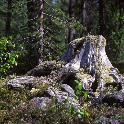 Camera: D:\Daten\Bilder\Roh-Scan\Schweden\Web\Einsam02.jpg<br>
400 x 400 - 56,0 KB