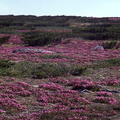 Camera: D:\Daten\Bilder\Roh-Scan\Schweden\Web\Fj&auml;ll06.jpg<br>
400 x 400 - 52,1 KB
