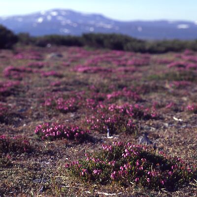 Camera: D:\Daten\Bilder\Roh-Scan\Schweden\Web\Fj&auml;ll07.jpg<br>
400 x 400 - 38,4 KB