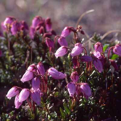 Camera: D:\Daten\Bilder\Roh-Scan\Schweden\Web\Fj&auml;ll01.jpg<br>
400 x 400 - 33,7 KB