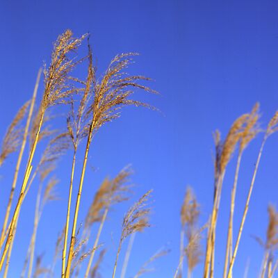 Camera: D:\Daten\Bilder\Roh-Scan\Schweden\Web\Schilf02.jpg<br>
400 x 400 - 22,4 KB