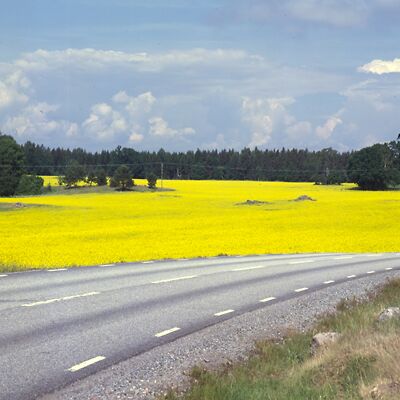 Camera: D:\Daten\Bilder\Roh-Scan\Schweden\Web\Raps.jpg<br>
400 x 400 - 26,9 KB