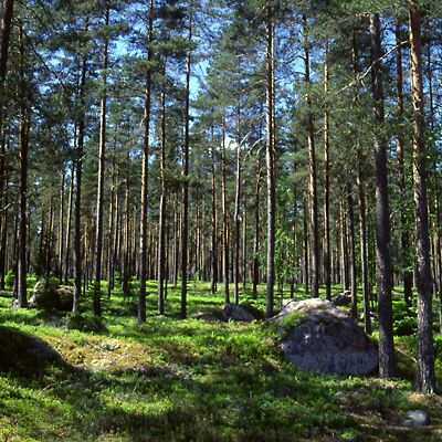 Camera: D:\Daten\Bilder\Roh-Scan\Schweden\Web\Wald01.jpg<br>
400 x 400 - 64,2 KB
