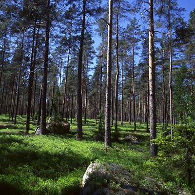 Camera: D:\Daten\Bilder\Roh-Scan\Schweden\Web\Wald02.jpg<br>
400 x 400 - 59,9 KB