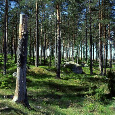 Camera: D:\Daten\Bilder\Roh-Scan\Schweden\Web\Wald04.jpg<br>
400 x 400 - 59,0 KB